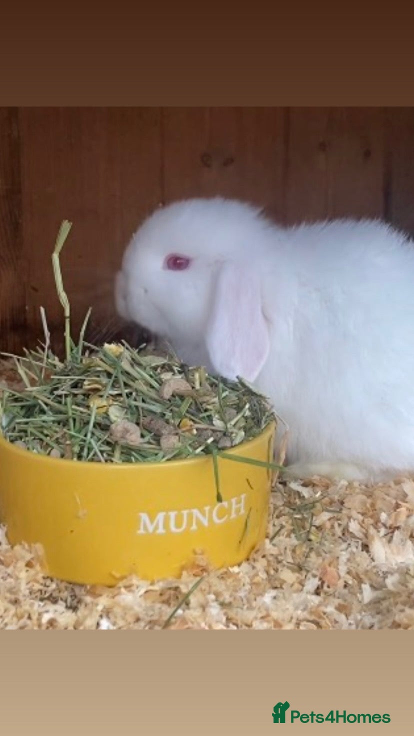 Mini Lop rabbits Mini lop buck ready now REW  - Advert 1