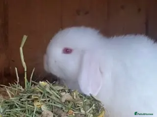 Mini Lop rabbits Mini lop buck ready now REW - Advert 1