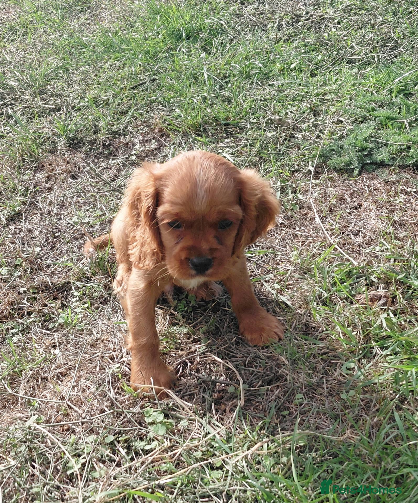 Cavalier King Charles Spaniel dogs 🐾 Beautiful Cockalier Puppies 🐾 - Advert 2
