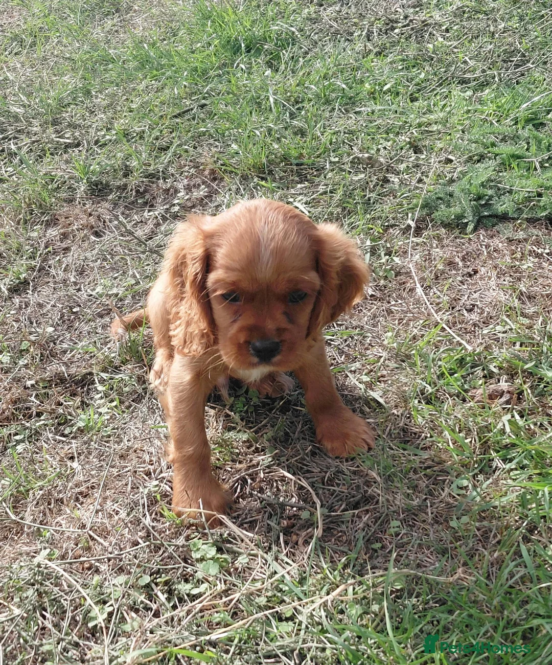Cavalier King Charles Spaniel dogs for sale: 🐾 Beautiful Cockalier Puppies 🐾 - Advert 2