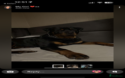 Rottweiler dogs for stud: Male Rottweiler for stud  - Image 2
