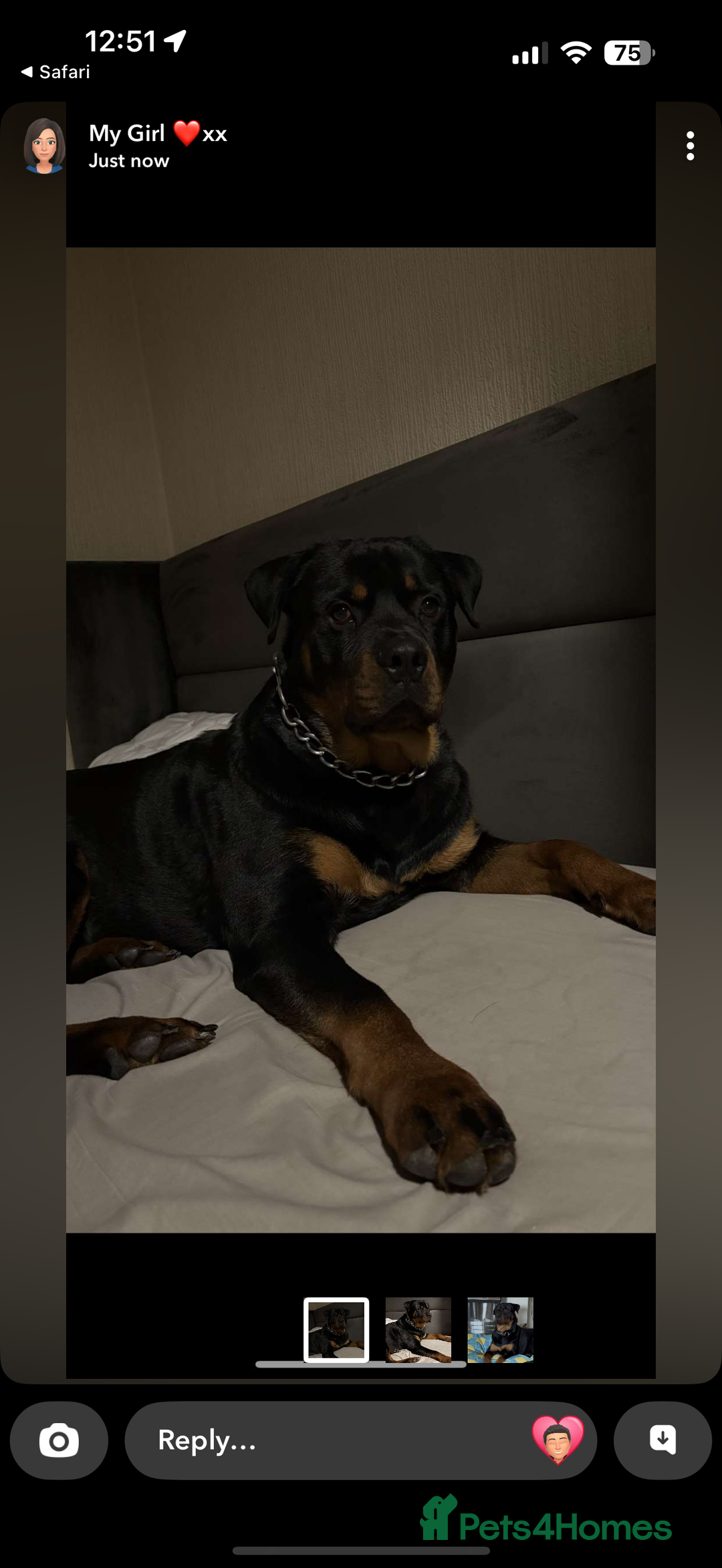Rottweiler dogs for stud: Male Rottweiler for stud  - Image 2