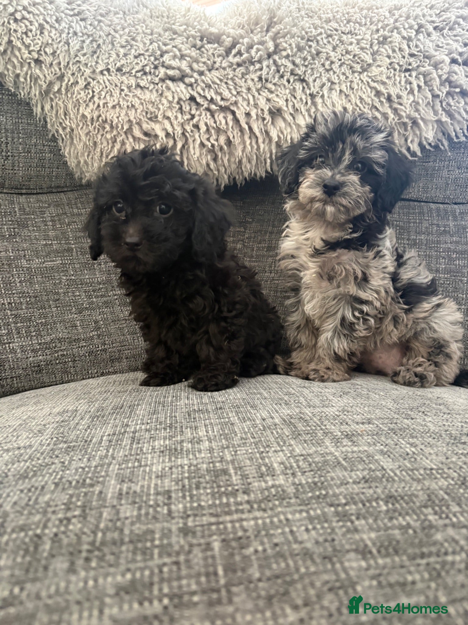 Cavapoo dogs Health tested Cavapoo puppies  - Advert 14