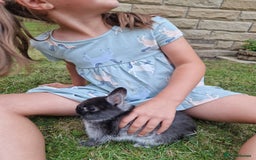 Netherland Dwarf rabbits for sale: 🐰 9 Week Old Netherland Dwarf Rabbit Very Tame!🐰 - Image 2