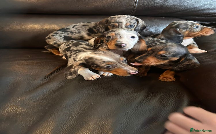 Miniature Dachshund dogs - Advert 3