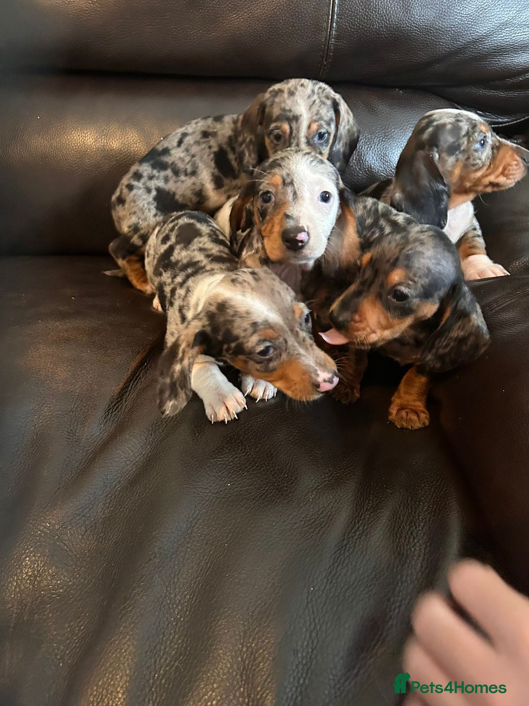 Miniature Dachshund dogs for sale: Dachshund puppies boys and girls ready now - Image 1