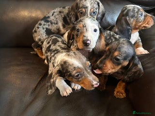 Miniature Dachshund dogs - Advert 12