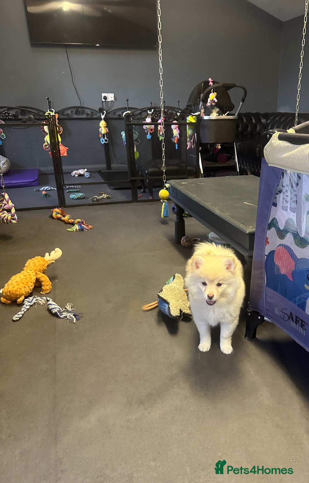 Pomsky dogs for sale: Stunning perfect husky markings f3 Pomsky puppies - Advert 14