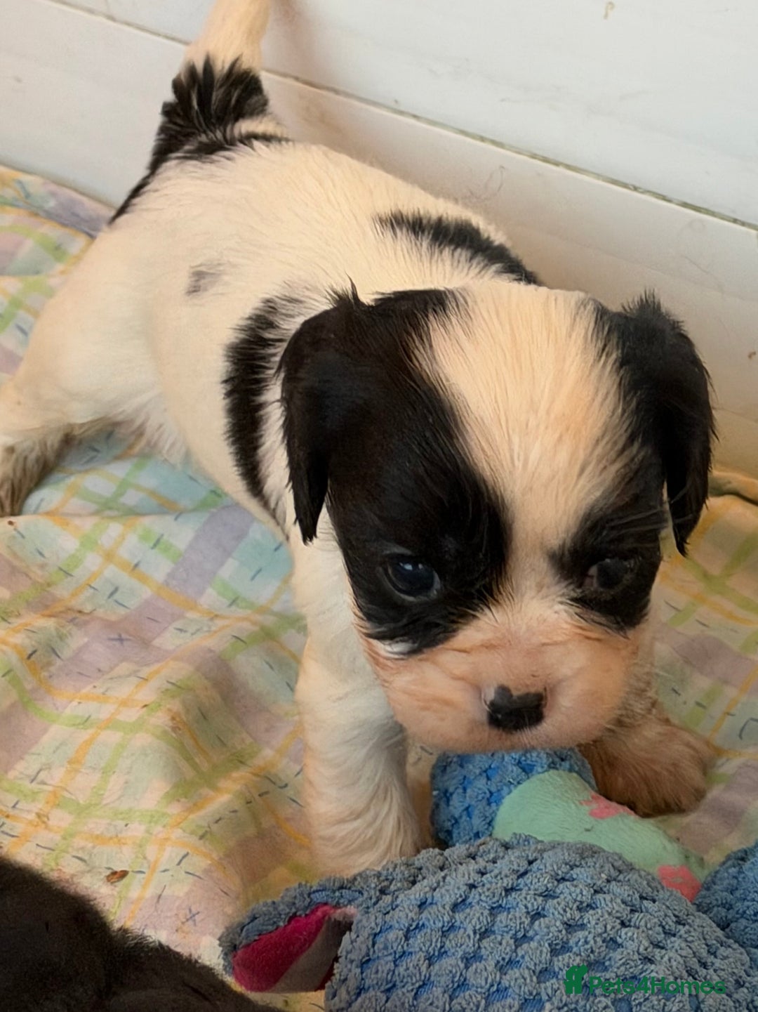 Cavapoo dogs for sale: Stunning cavapoo puppies ready 9th January  - Advert 6