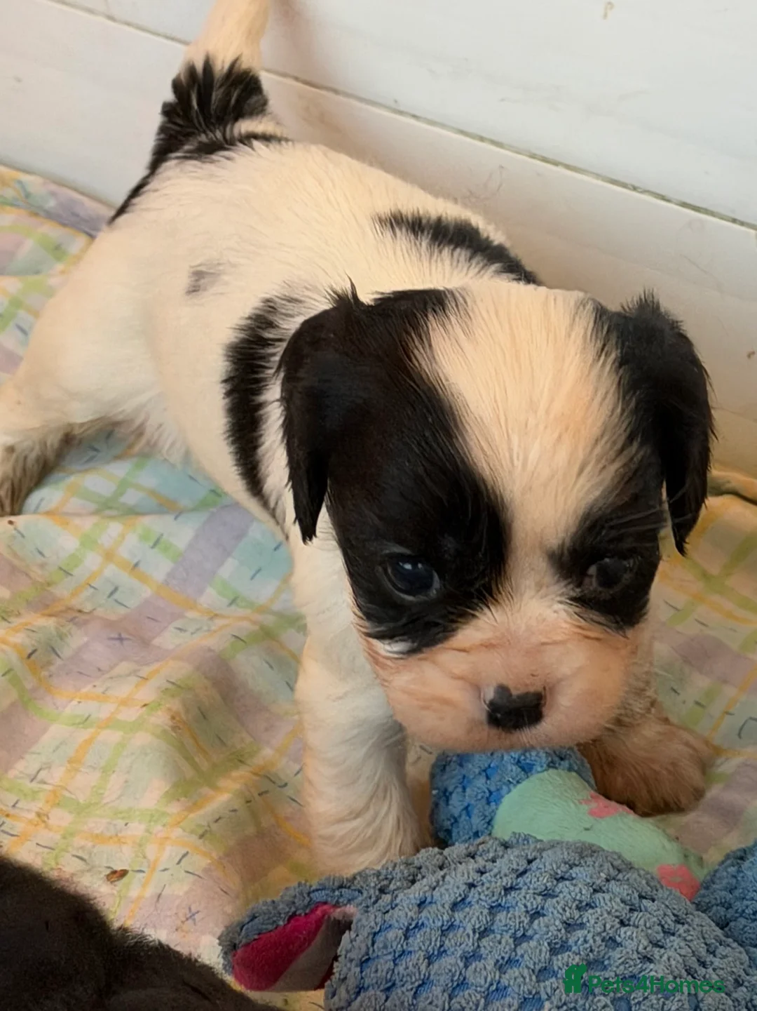 Cavapoo dogs for sale: Stunning cavapoo puppies ready 9th January  - Advert 10