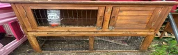 Guinea Pig rodents for sale: Guinea pigs in Wymondham - Advert 3