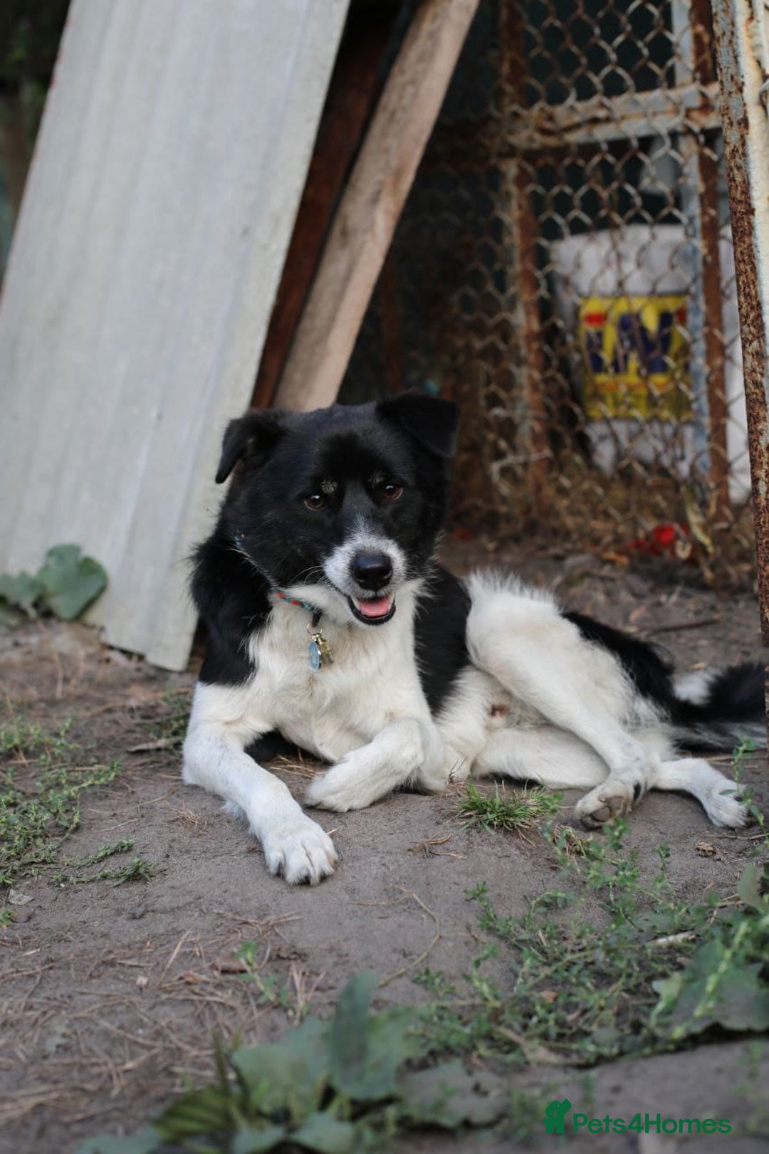 Mixed Breed dogs for adoption: 💙🐶 BOB 🐶💙 - Image 3