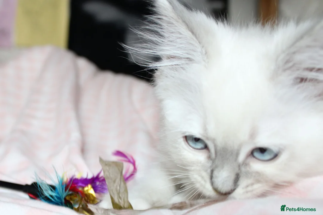 Ragdoll cats for sale: Four months old vaccinated  - Advert 2