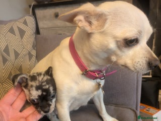 Chihuahua dogs Chihuahua boy merle - Advert 1