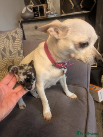 Chihuahua dogs Chihuahua boy merle - Advert 1