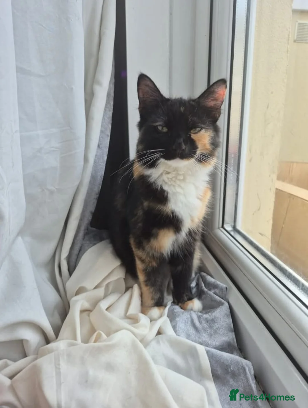 Mixed Breed cats for sale: Ragdoll cross kittens  in Newport - Advert 1