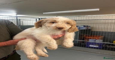 Cockapoo dogs - Advert 5