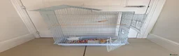 Cockatiels birds for sale: BEAUTIFUL BABY COCKATIELS NEW CAGES AVAILABLE  - Advert 22