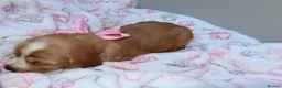 Cocker Spaniel dogs for sale: Beautiful show type cocker spaniel puppy’s  - Advert 6