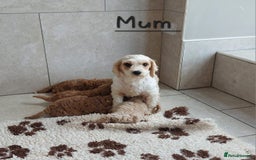 Cavachon dogs for sale: Beautiful Cavapoochon puppies 🥰 in Pencader - Image 10