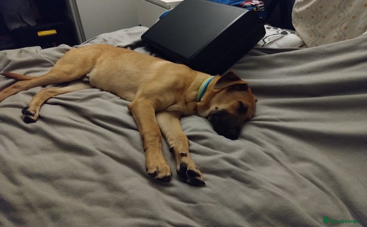 Mixed Breed dogs - Advert 5