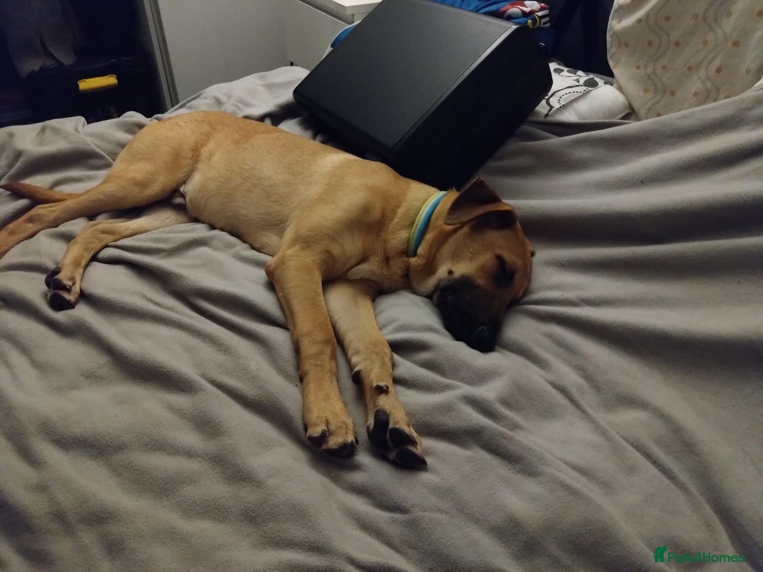 Mixed Breed dogs for sale: RHODESIAN RIDGEBACK CROSS - Image 1