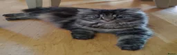 Persian cats for sale: Adorable Persian Kittens – 2 Boys & 1 Girl - Advert 9