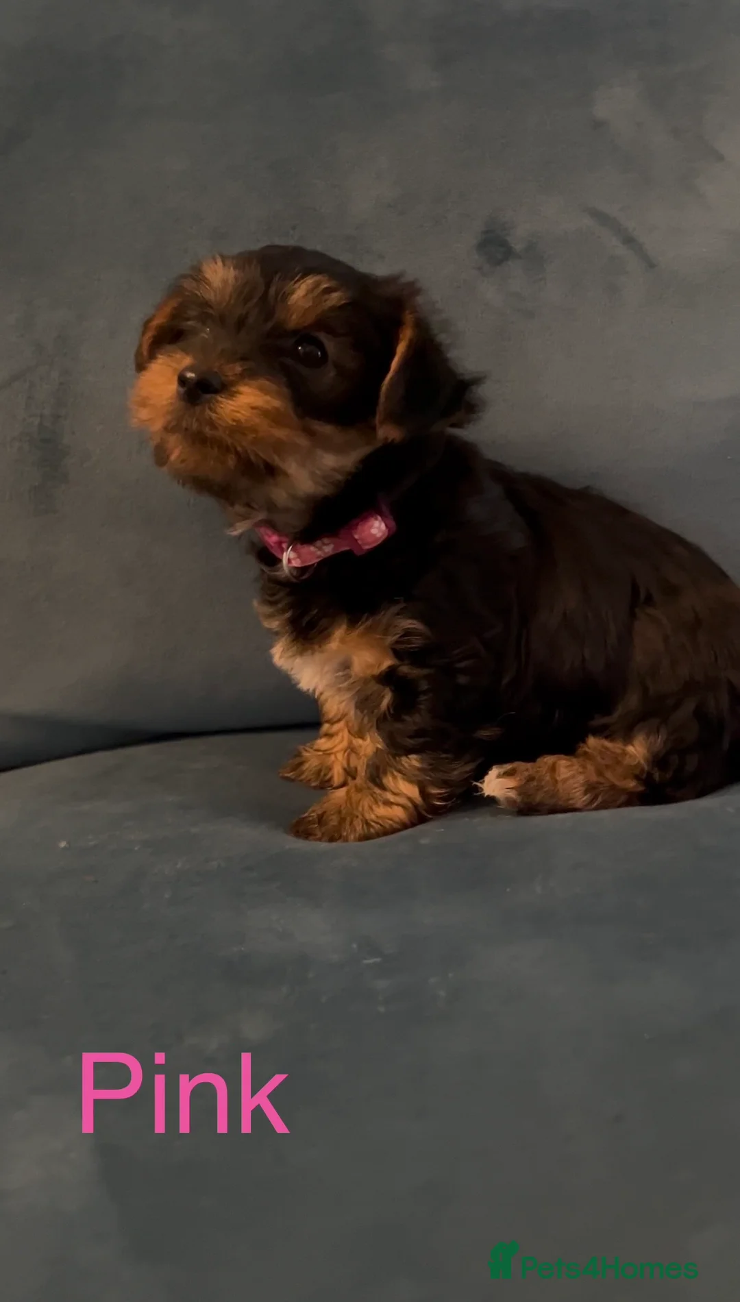 Yorkshire Terrier dogs for sale: READY NOW !! MINI YORKSHIRE TERRIERS FOR SALE - Advert 6