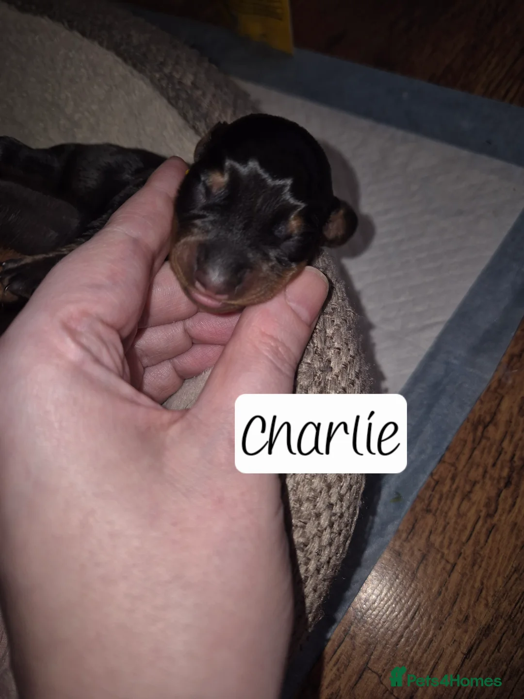 Miniature Dachshund dogs for sale: Beautiful dachshund pups - Advert 6