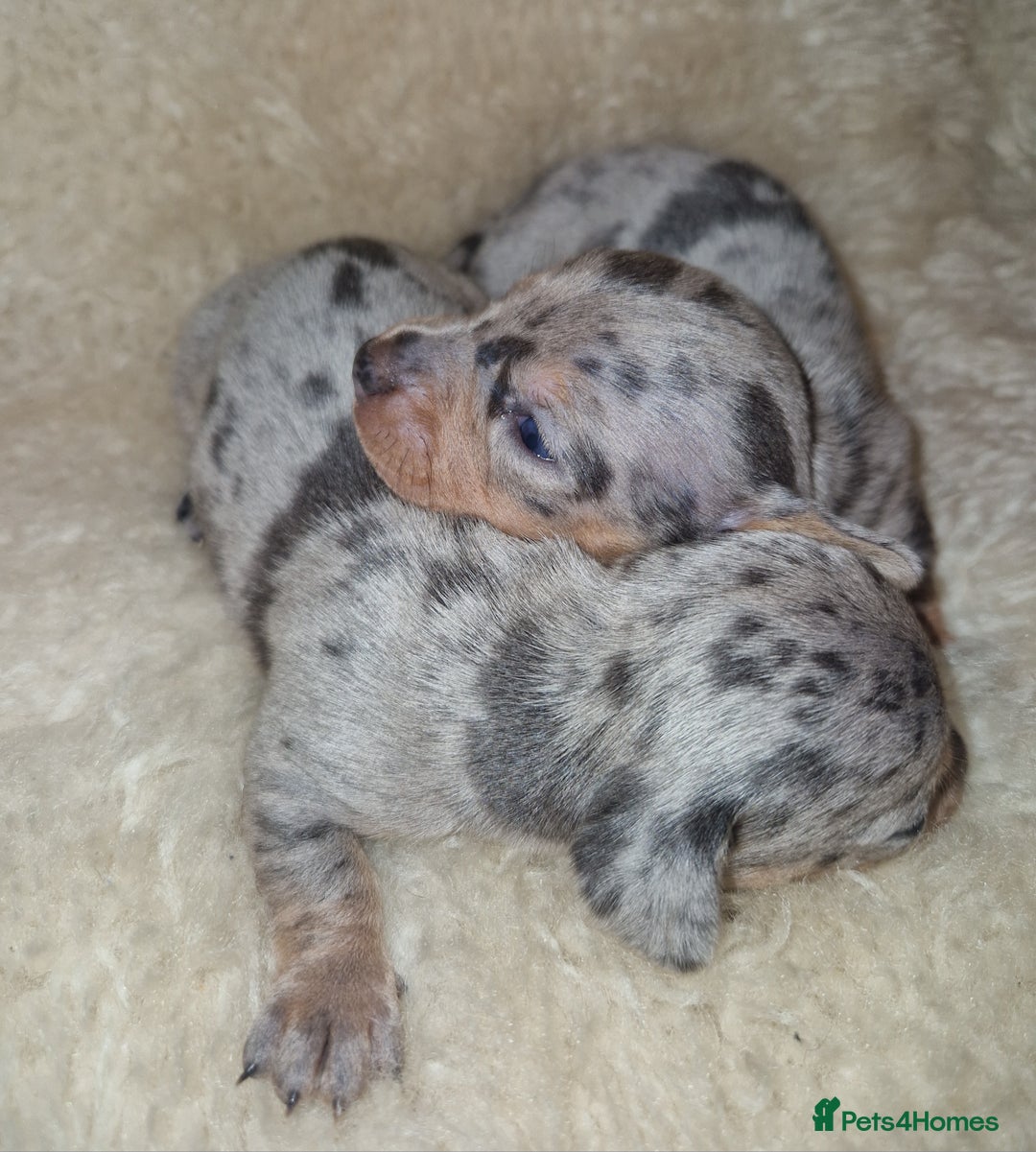 Dachshund dogs for sale: Beautiful litter of mini dachshunds  - Advert 2