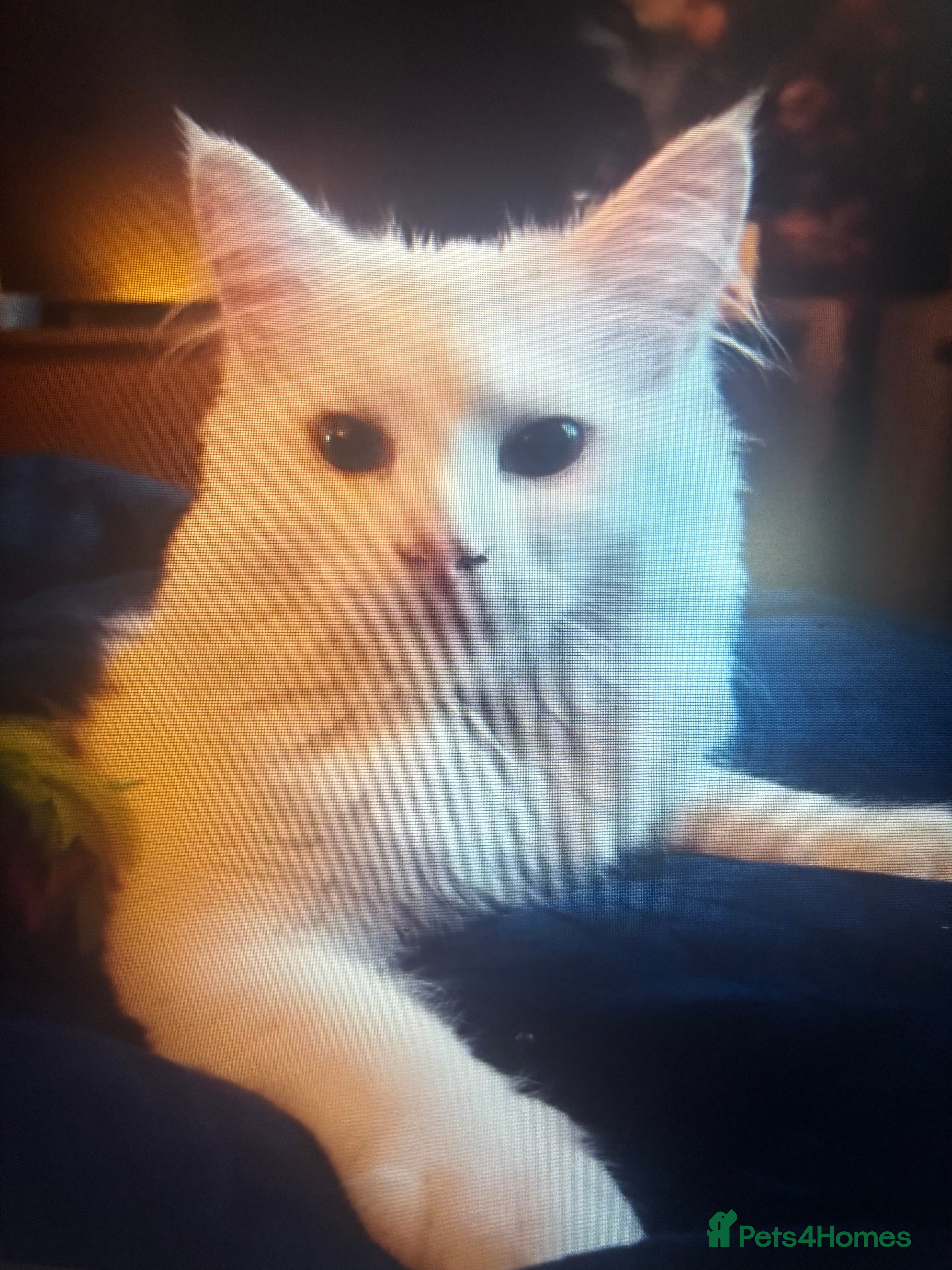 Turkish Angora cats Beautiful white cat  - Advert 3