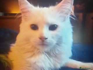 Turkish Angora cats - Advert 2