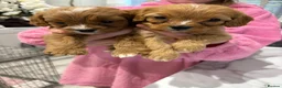 Cavapoo dogs for sale: Red Cavapoo puppies  - Advert 7