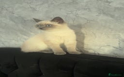 British Shorthair cats for sale: Grey british shorthair - Image 1