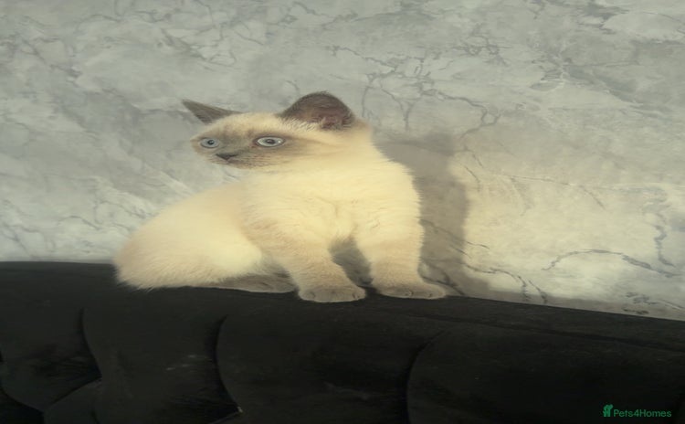 British Shorthair cats - Advert 9
