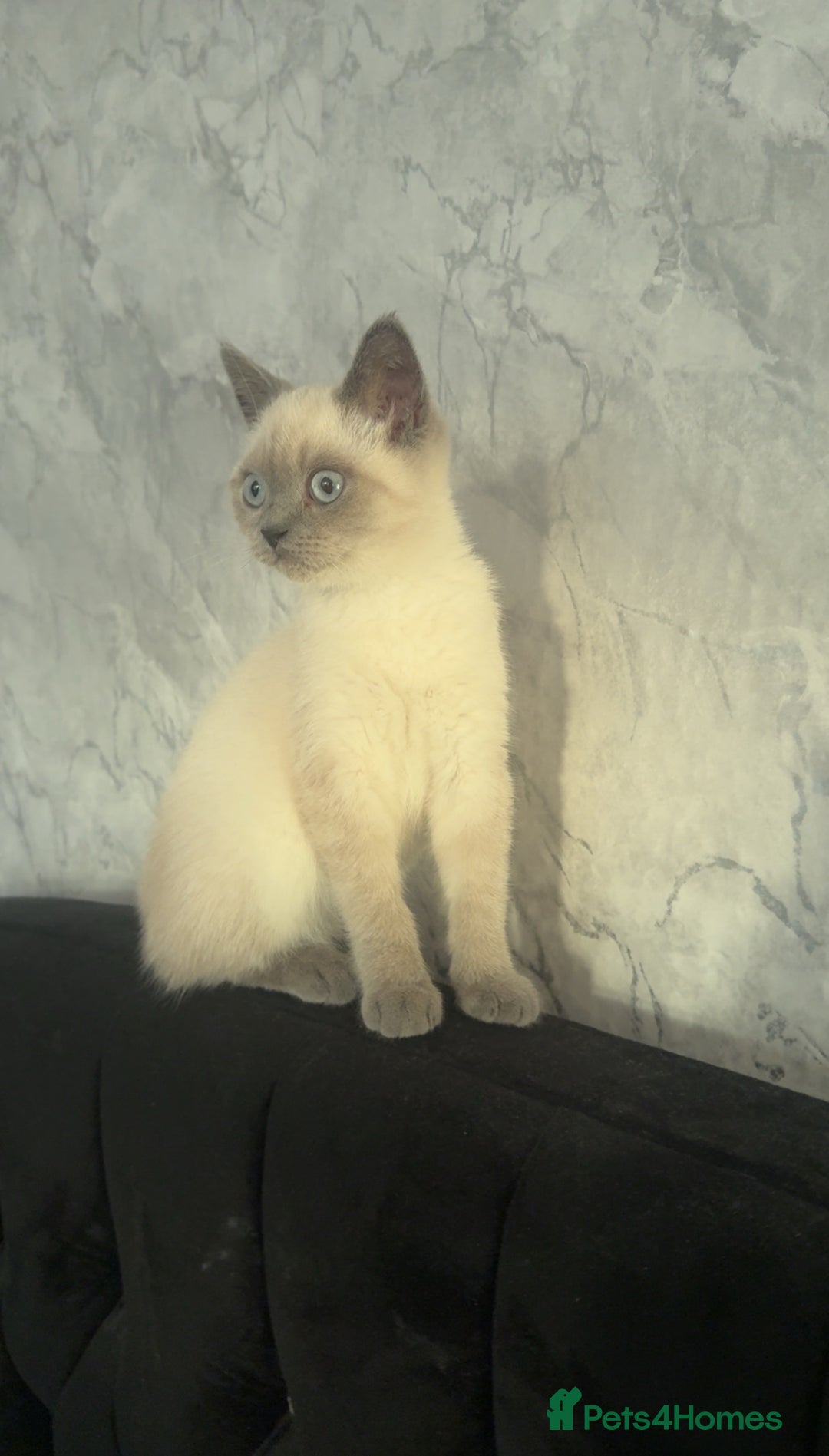 British Shorthair cats for sale: Grey british shorthair - Image 1