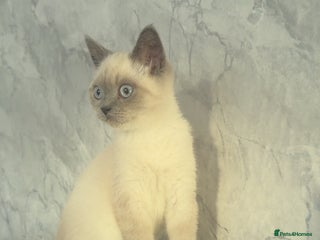 British Shorthair cats - Advert 3