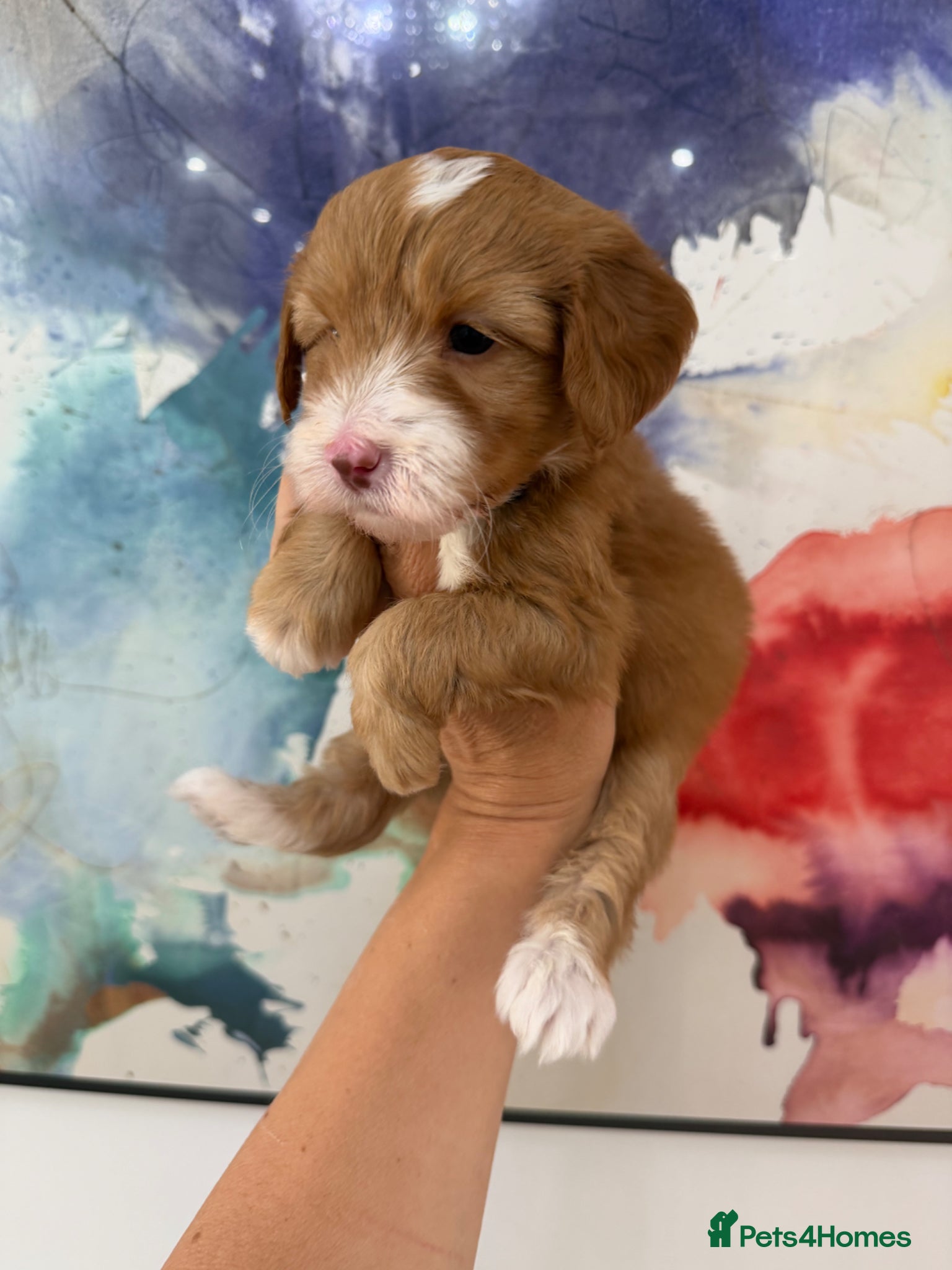Labradoodle dogs Stunning Miniature Labradoodle Boy  Licensed   - Advert 5