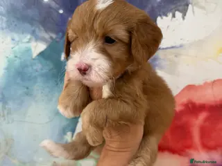Labradoodle dogs Stunning Miniature Labradoodle Boy Licensed - Advert 5
