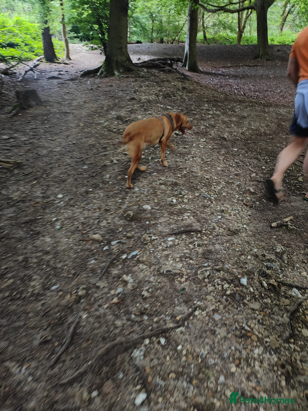 Labrador Retriever dogs for sale: Female fox red labrador for sale - Advert 14