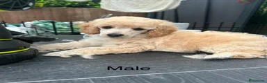 Miniature Poodle 2