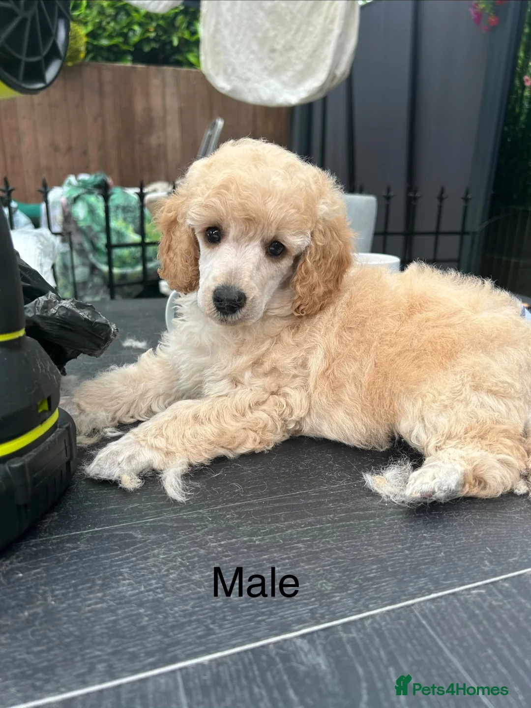 Miniature Poodle dogs for sale: KC registered miniature poodles  - Advert 18