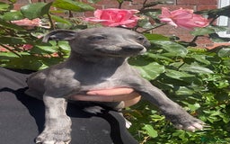 Whippet dogs for sale: Kc reg Beautiful blue whippets ready to leave  - Image 22