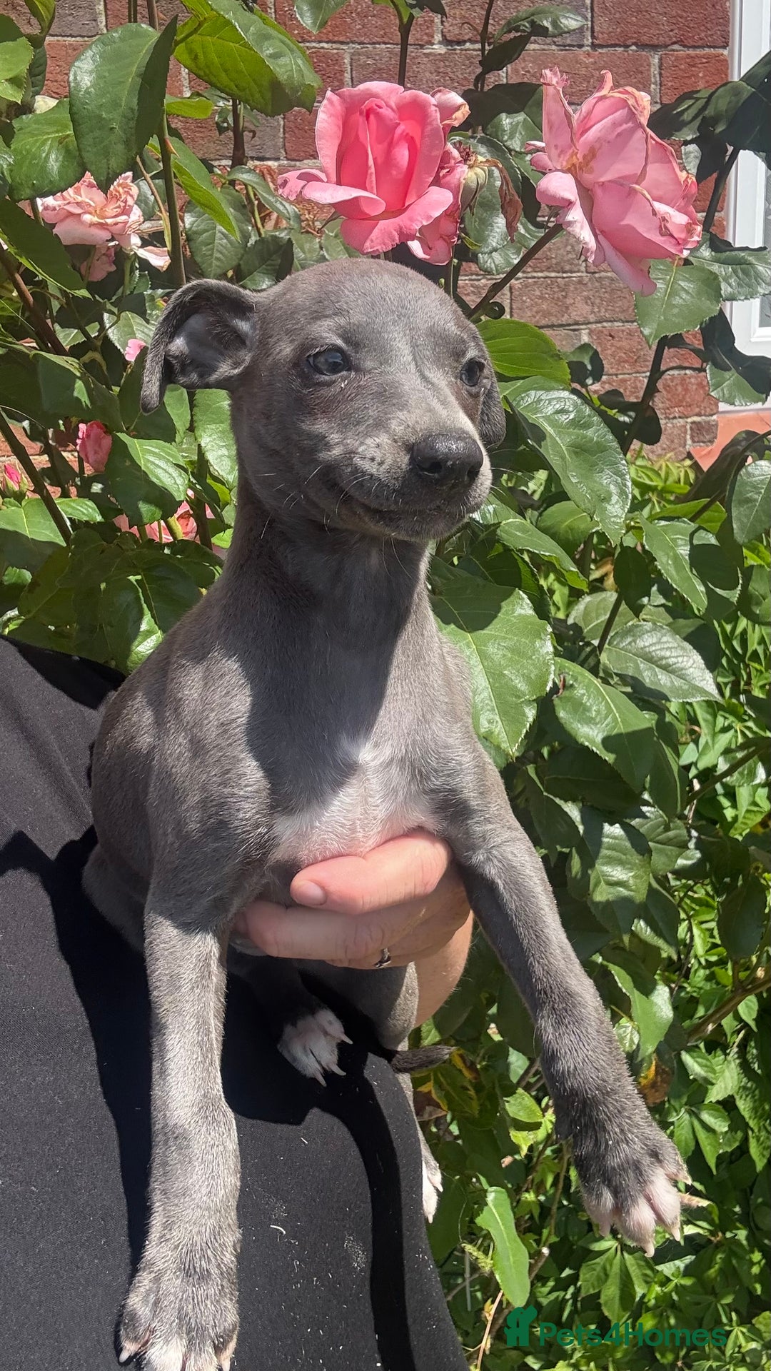 Whippet dogs for sale: Kc reg Beautiful blue whippets ready to leave  - Image 22