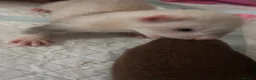 Ferret rodents for sale: Ferret kits for sale  in Gloucester - Advert 8