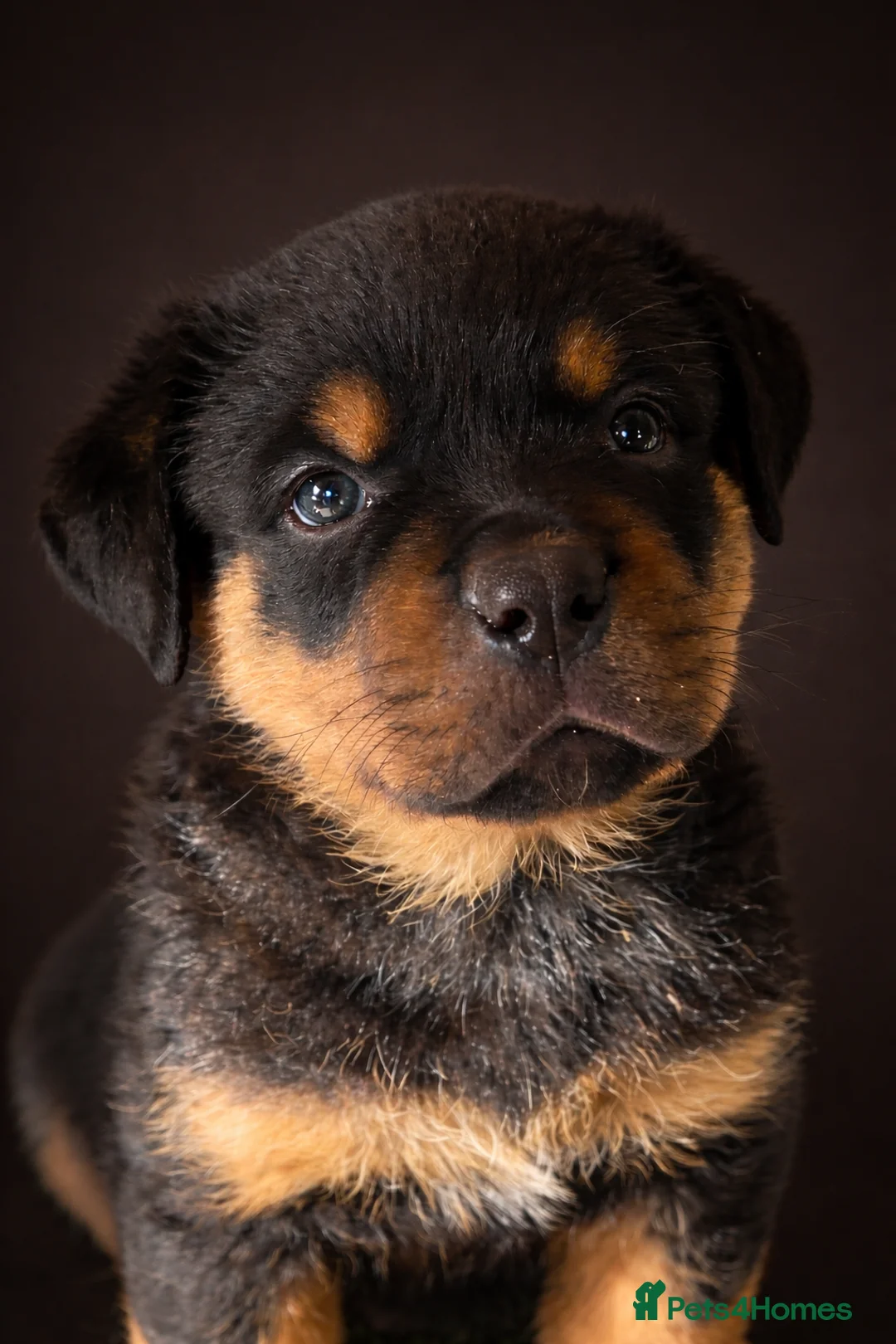 Rottweiler dogs for sale: Gorgeous healthy chunky Rottweiler pups  in Llanelli - Advert 2