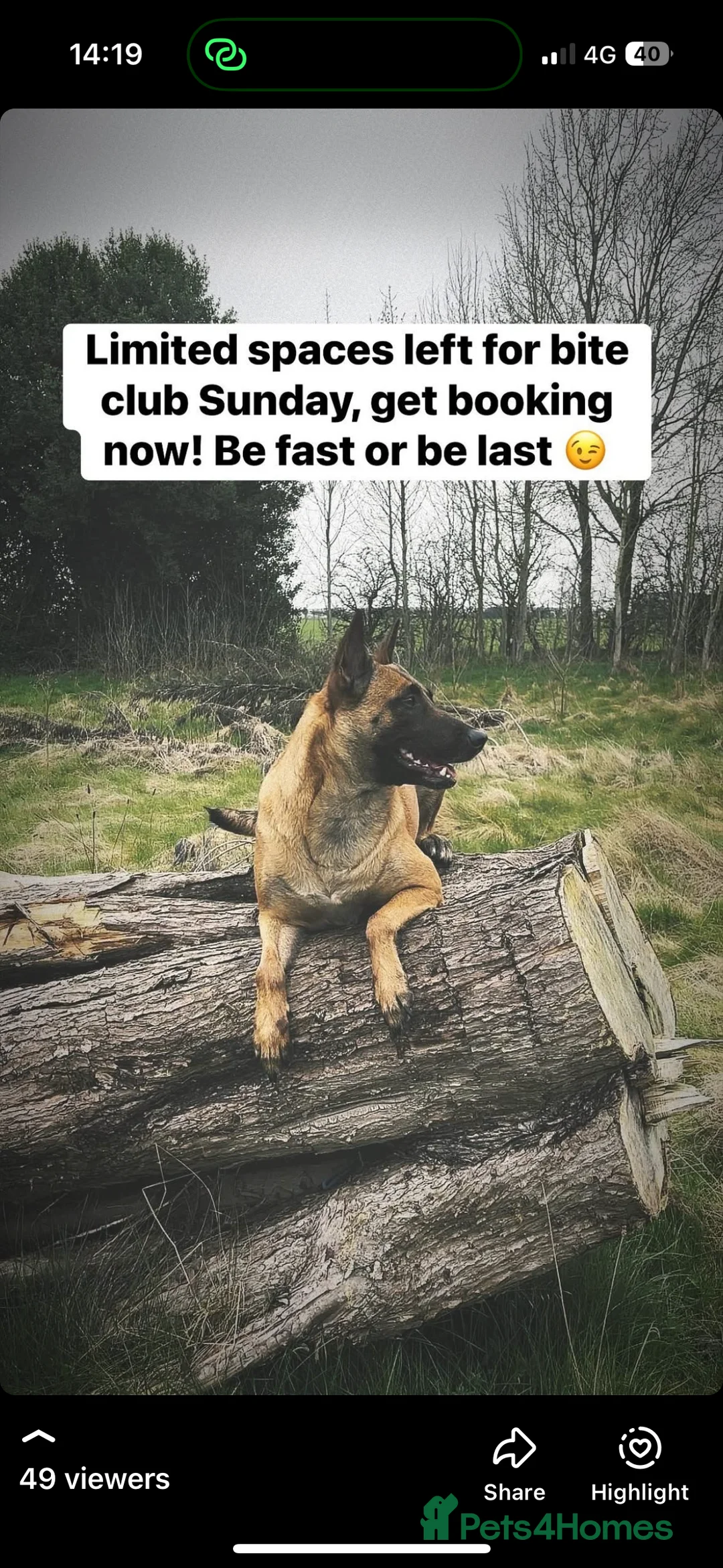 Belgian Shepherd Dog dogs for sale: part trained malinois on behalf of a friend in Rushden - Advert 2