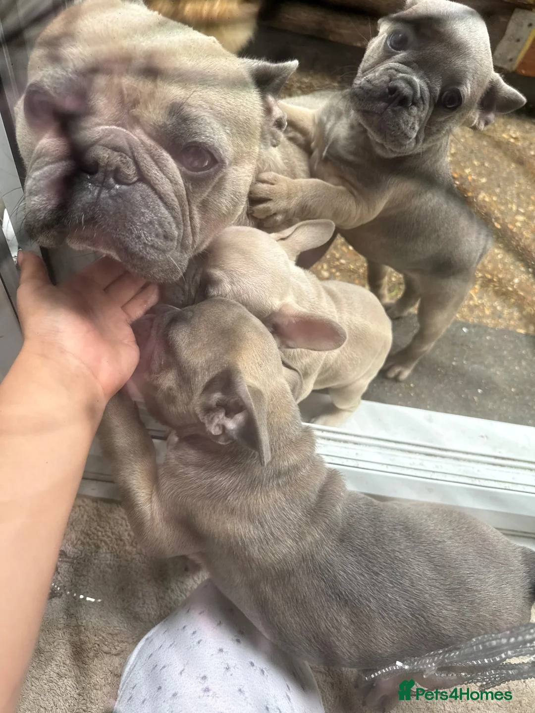 French Bulldog dogs for sale: Beautiful French bulldog puppies ready now  - Advert 9