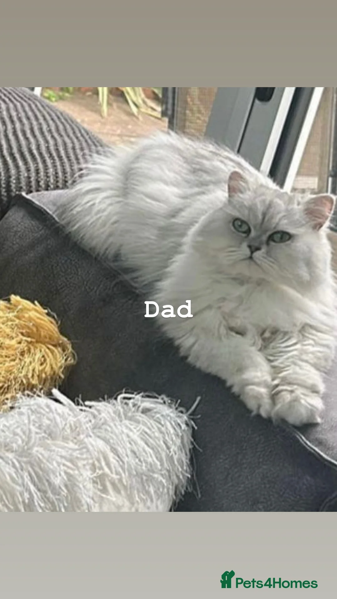 Persian cats for sale: LAST DOLLFACE CHINCHILLA PERSIAN GIRL - Advert 25