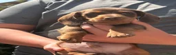 Dachshund dogs for sale: miniature dachshund boy chocolate and tan  - Advert 5